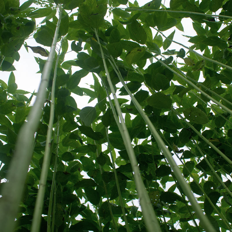 Jute